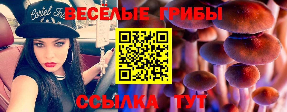 Псилоцибиновые грибы Cubensis Котлас